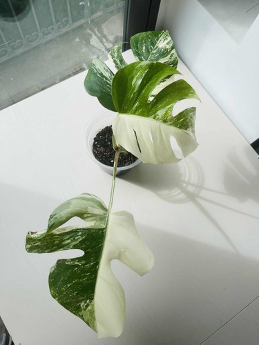 Monstera albo variegata - monstera,