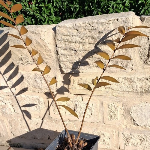 Ceratozamia chamberlainii - ceratozamia,