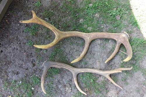 Lot bois de cerfs - lot,