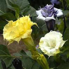  Double Angel Trumpet Mix Datura/Brugmansia Fragrant - Hummingbirds like (15)