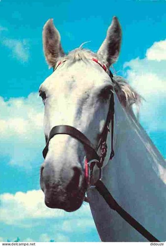 Postcard animals horses - -,