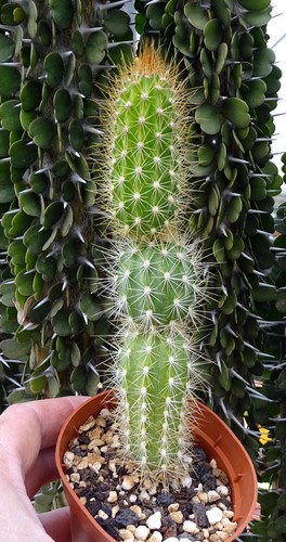 Arrojadoa bahiensis cactus - arrojadoa,