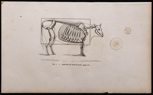 1860 squelette bœuf de - -,