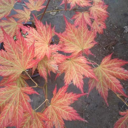 Acer palmatum mirte erable - acer, 'mirte'