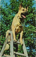 CPA AK Berger Allemand DOG (1178212)
