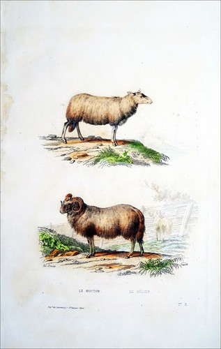Animaux ferme le - de,