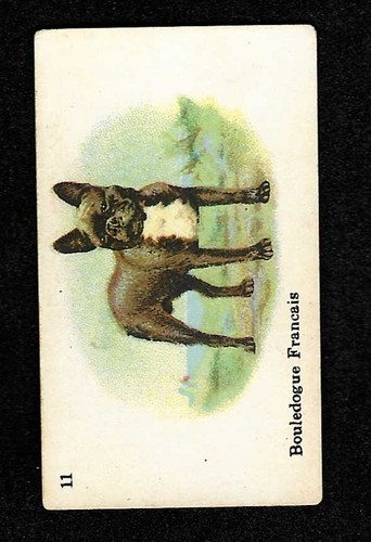 Bouledogue francais wills - bouledogue,