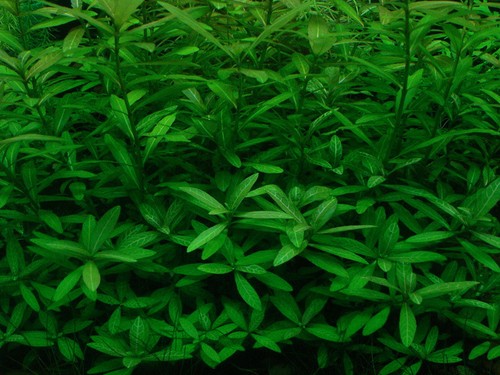 Hygrophila polysperma plante - hygrophila,