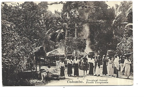 Sri lanka colombo foret - sri,