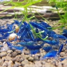 Lot de 10 Crevettes Neocaridina Blue Velvet Aquarium Poissons Plantes