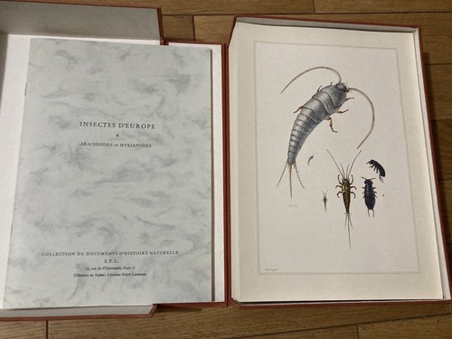 Entomologie insectes europe - entomologie,