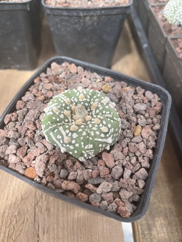 Cactus astrophytum asterias - cactus,