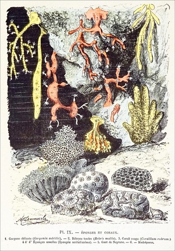 éponges coraux gorgone - Éponges,,