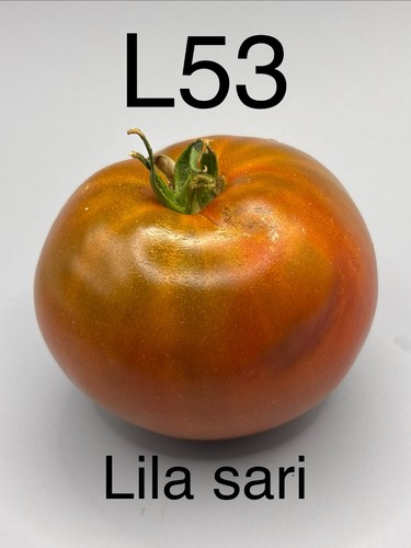Graine seed tomate taille - seed,