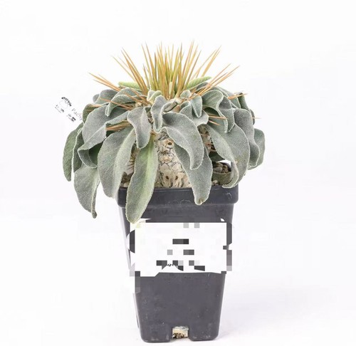Pachypodium namaquanum
