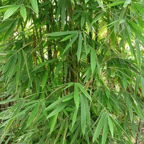 Graines dendrocalamus - 3,
