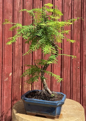 Bonsaï metasequoia chine - bonsaÏ, de