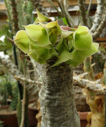 Euphorbia ankarensis caudex - euphorbia,
