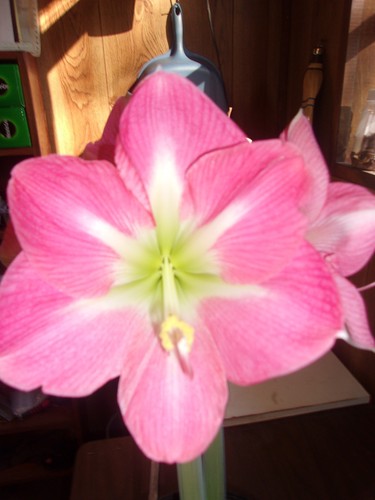 Amaryllis seed cape - 15,