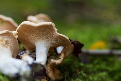 Mycélium pied mouton - pied,