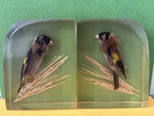 Serre Livre Inclusion  Oiseaux