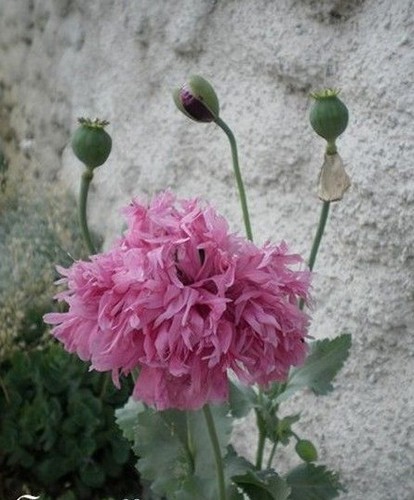 Pavot fleur de pivoine - fleur,