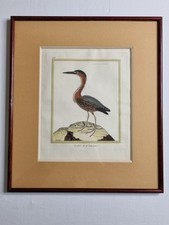 Gravure ornithologique XIXeme