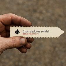 Chamaedorea seifrizii SEEDS -