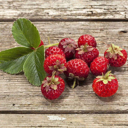 Fragaria ananassa framberry - fragaria,