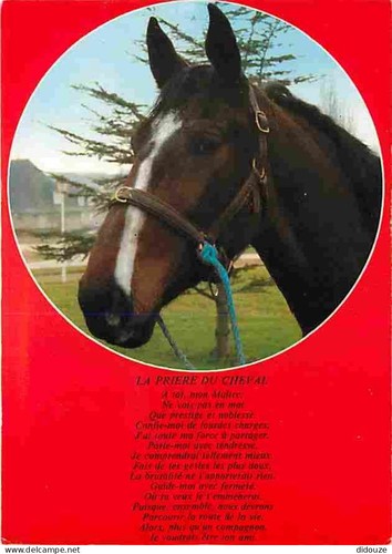 Postcard animals horses - -,