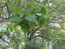 Catalpa Tree seedling, beautiful landscape tree 1 Ft Tall