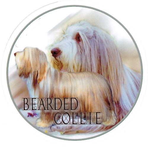 Sticker motif barbu - sticker, collie