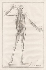 Humaine Squelette Muscles -