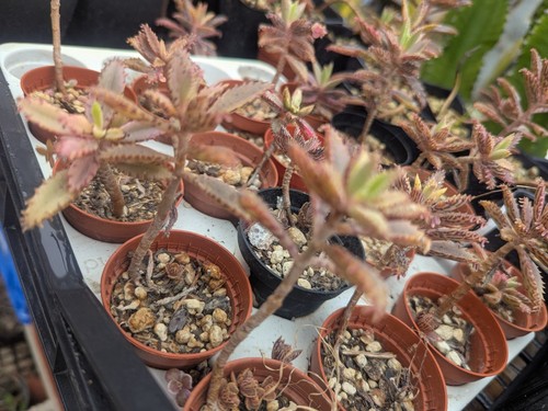 Kalanchoe pink butterfly lot - kalanchoe, (lot