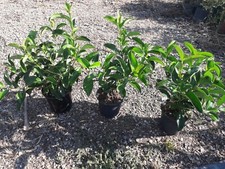 N° 10 PLANTES DE VIBURNO