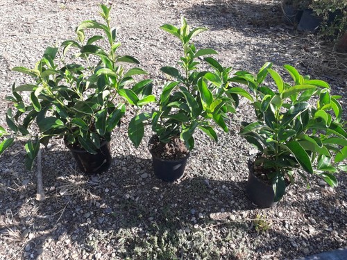 Plantes de viburno - n°,