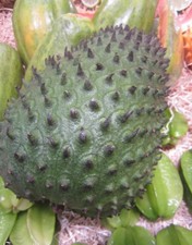 ♫ COROSSOLIER - Annona muricata ♫ Graines ♫ Corossol Fruit Gustatif ou Bonzaï ♫