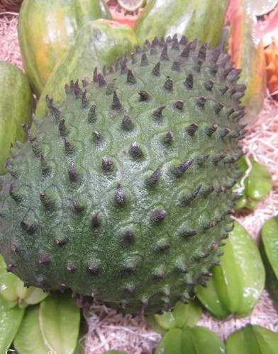 Corossolier annona - ♫,