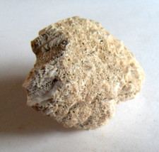 Petit fossile naturel