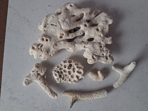 Coraux corail fossiles - coraux,corail, de