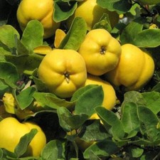 PLANTE FRUITIÈRE POMMIER