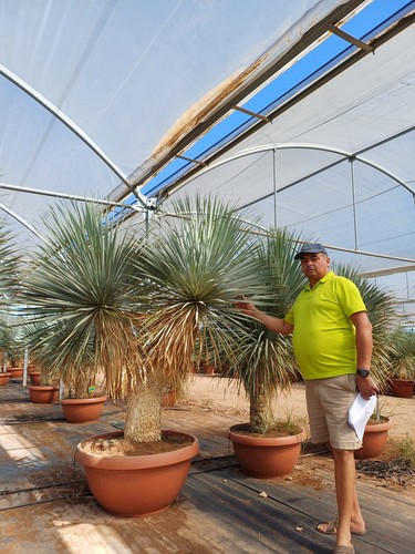 Exceptionnel tres beau - exceptionnel, yucca