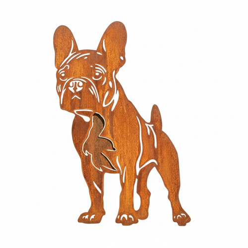 Boston terrier rouille - terrier,