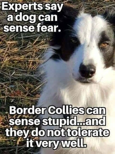 Border collie dog - border,