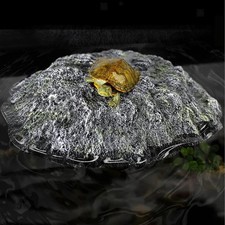 Aquarium pour Tortues et