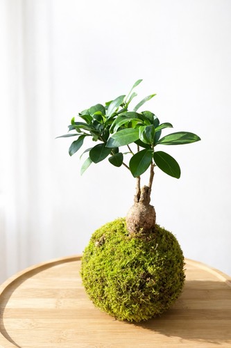 Kokedama ficus ginseng bonsaï - ficus,