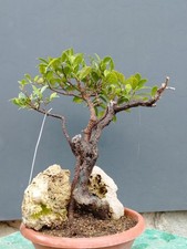Bonsaï ficus 35 x 20 cm plante à tronc sec, Yamadori 3 ans en pot spectaculaire