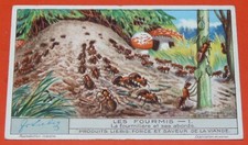 CHROME 1932 LIEBIG SERIES 1263 ANTS ANTS AND ITS EDGES