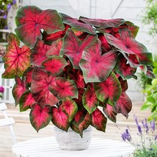Caladium Tubercule coloré