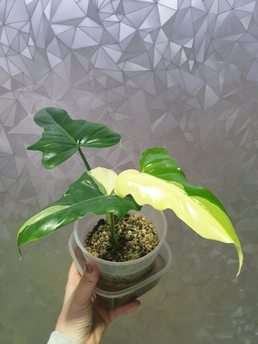 Philodendron dragon albo - philodendron,
